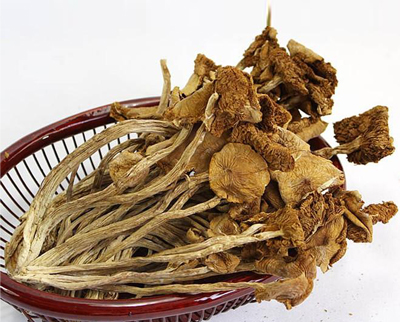 茶樹(shù)菇批發(fā)價(jià)格(圖1)